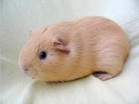 cavia lally ( baby van 3 maanden)